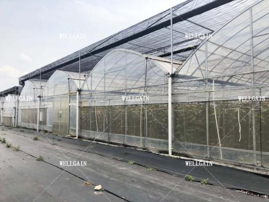 Polyethylene film greenhouse