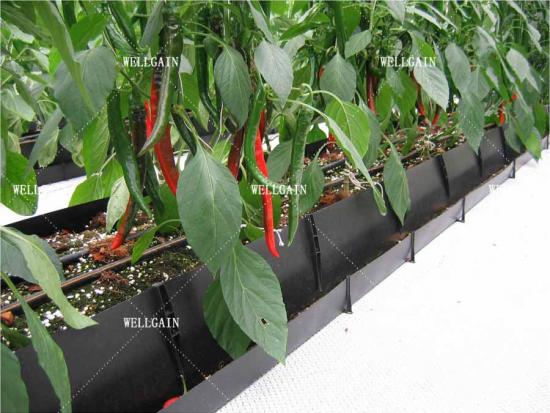 Drainage trough gutter system greenhouse