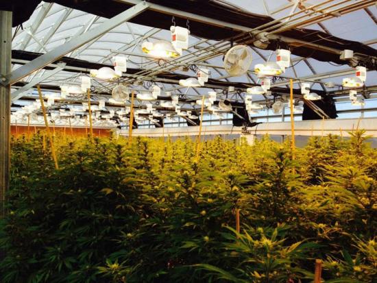 Marijuana  greenhouse