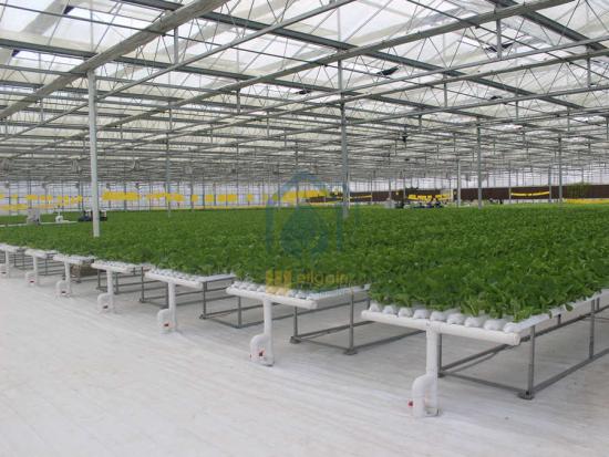 Hydroponic nft system in greenhouse