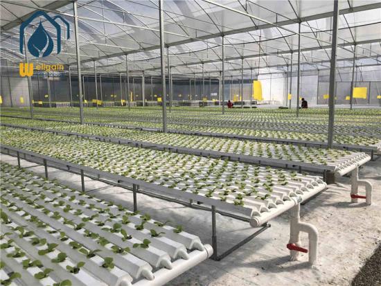commercial nft hydroponic systems