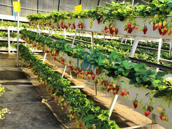 Strawberry growing systems