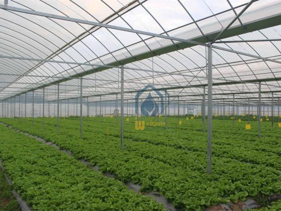 commercial cold frame greenhouse
