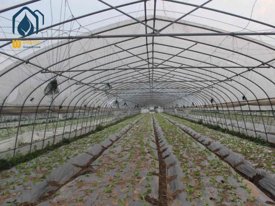 Plastic tunnel greenhouse