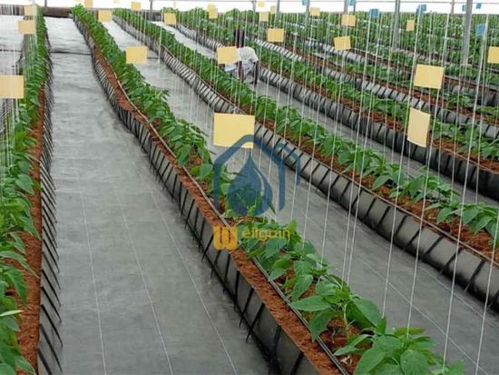 PP Soilless Growing Cocopeat Trough
