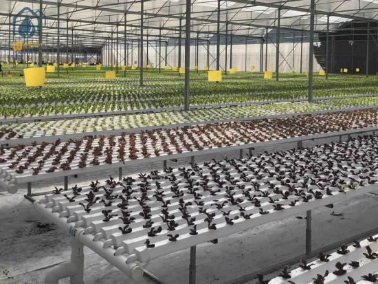 Commercial hydroponics systems