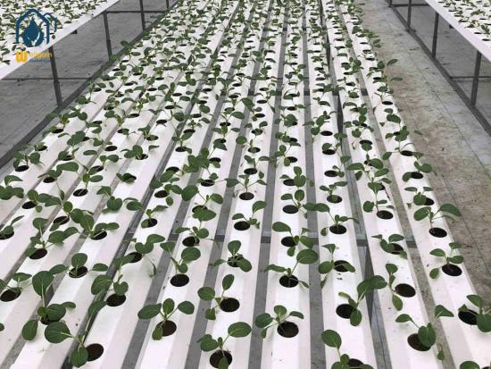 NFT growing systems