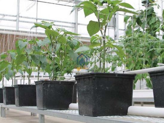 Tomatoes hydroponic systems