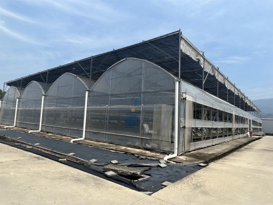 plastic film greenhouse