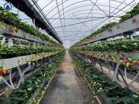strawberry growing troughs