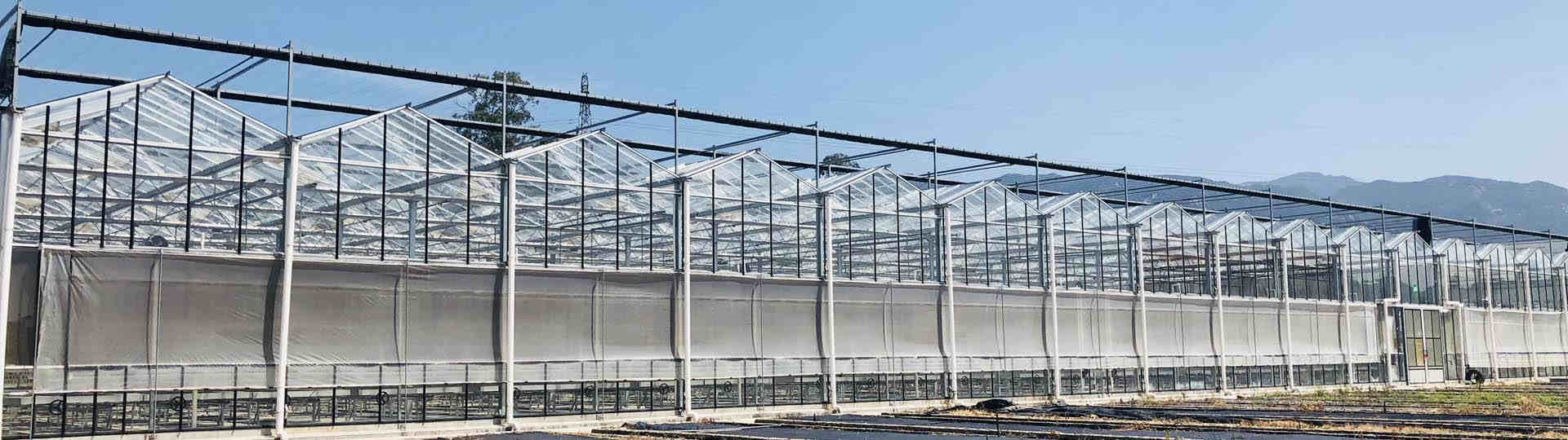 Multi-span Venlo glass greenhouse
