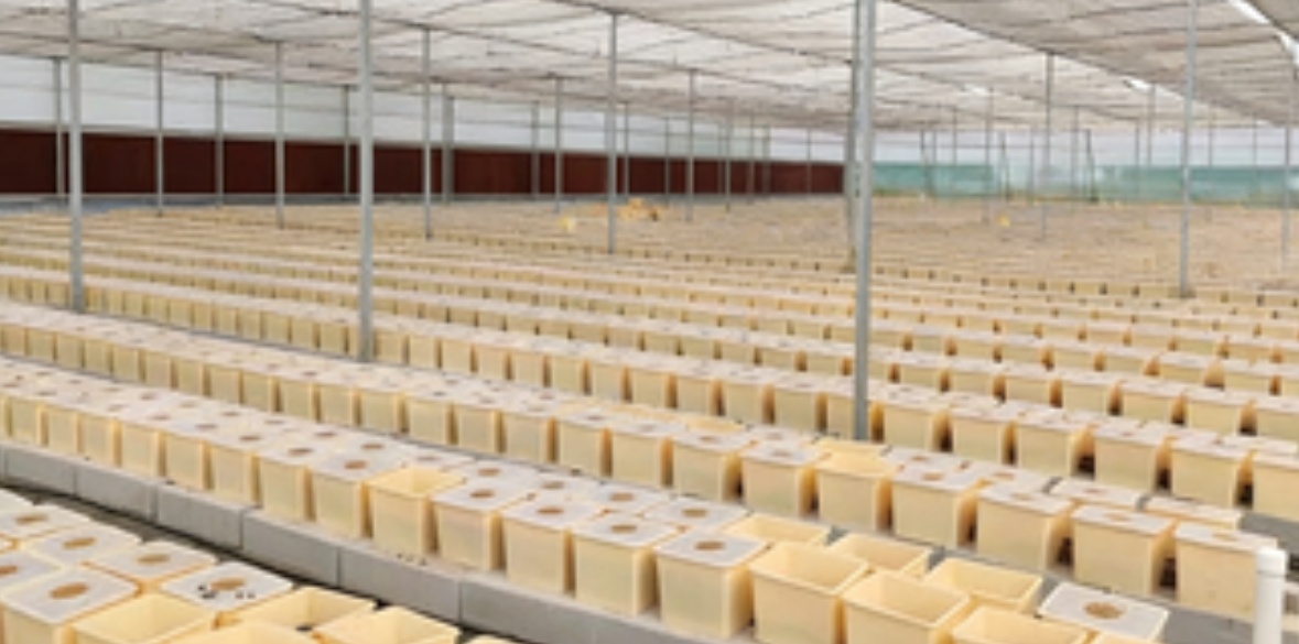 Что такое система «голландского ведра» и почему фермеры её выбирают?