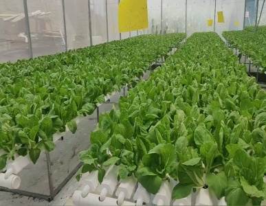 Теплица + гидропоника NFT = бесконечный рост