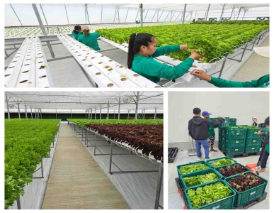 Проект NFT Farming на Филиппинах дал рекордный урожай премиального качества